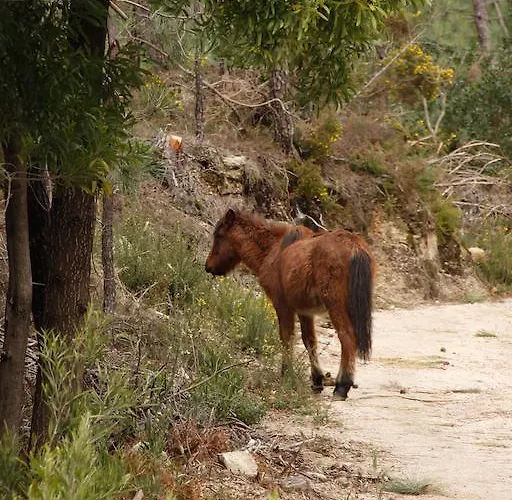 펜션 Casa Do Palheiro De Cima 제어스